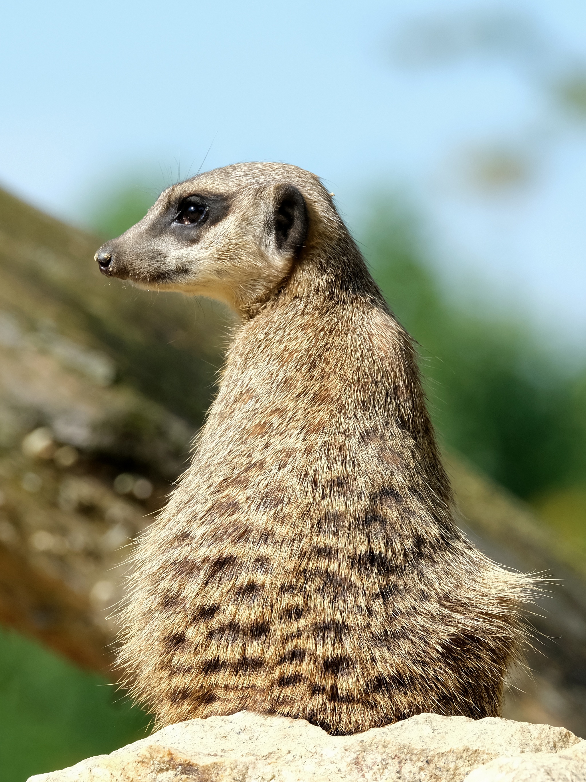 Животные убегают. Европейский муфлон. Животные переходят дорогу. Кенгуру. Белочка с травой прикол.