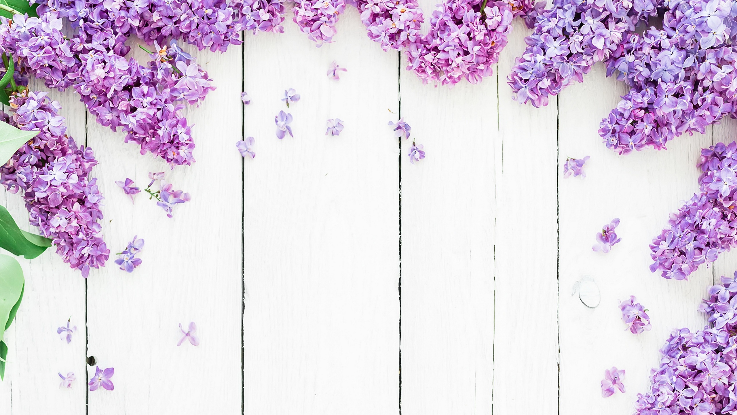 Flowers HD Wallpapers Full Size  Wallpaper Cave