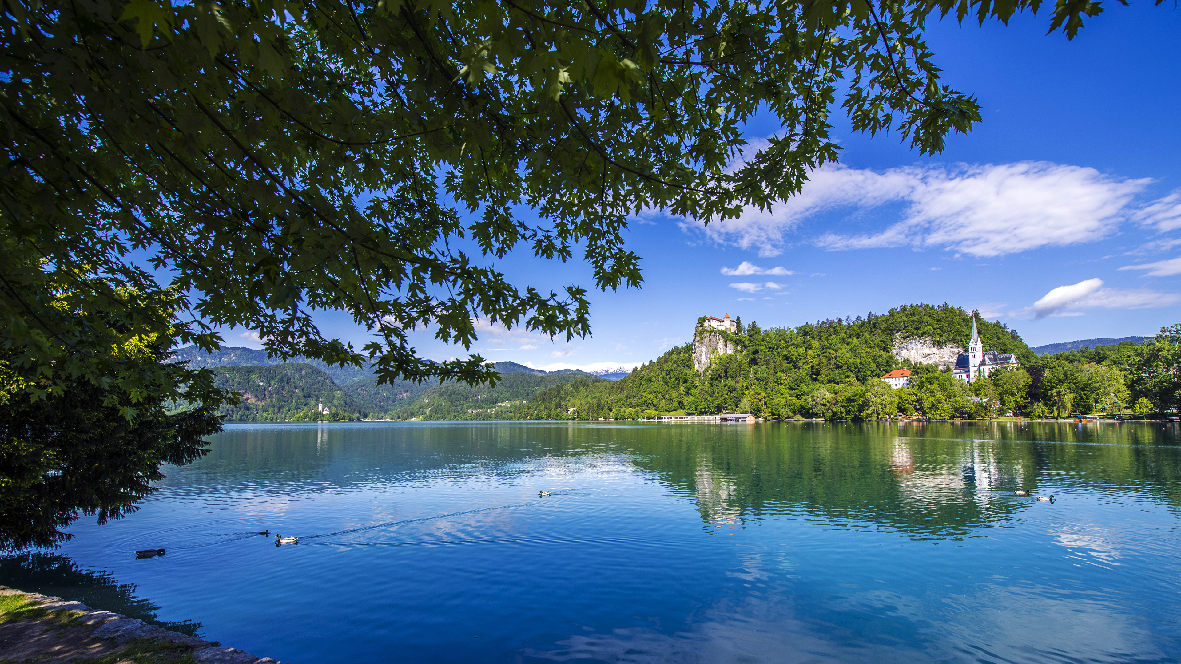 壁紙 3840x2160 スロベニア 湖 カモ Lake Bled 枝 自然 ダウンロード 写真