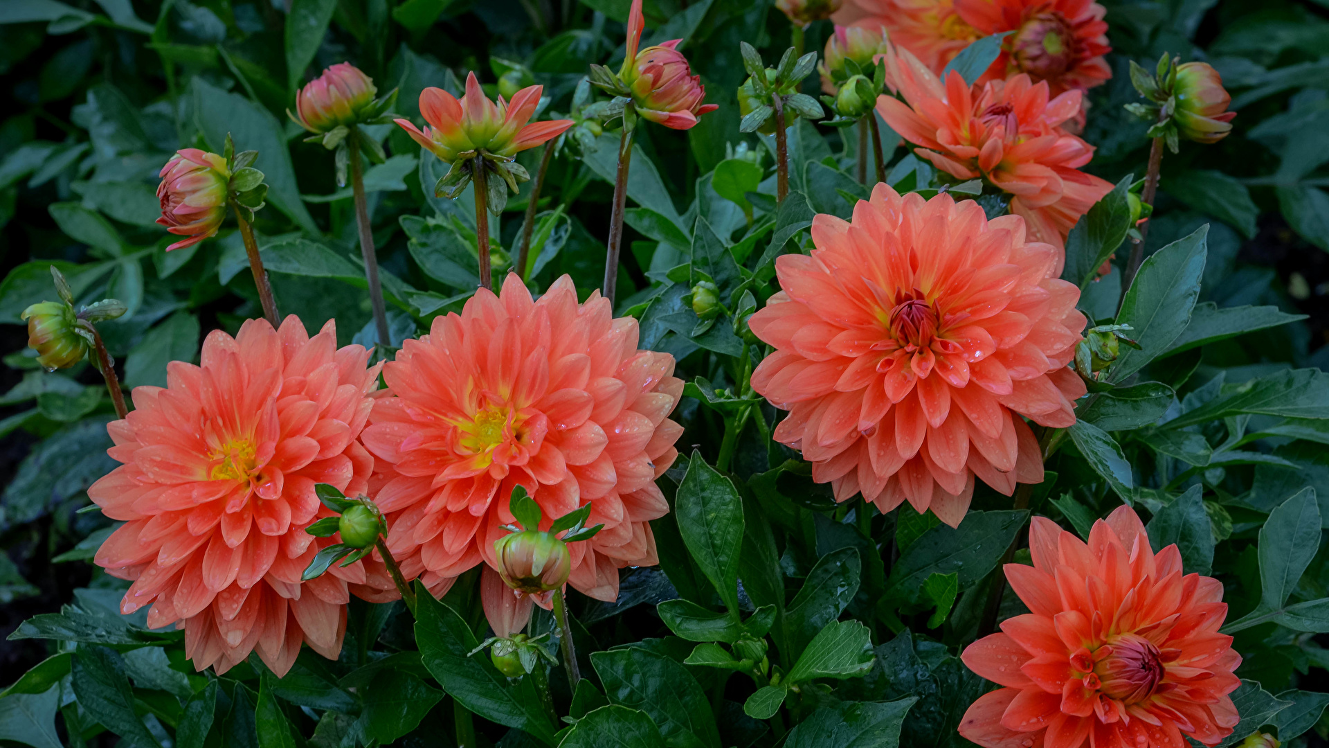 Desktop Wallpapers Pink Color Flower Dahlias Closeup 1920x1080