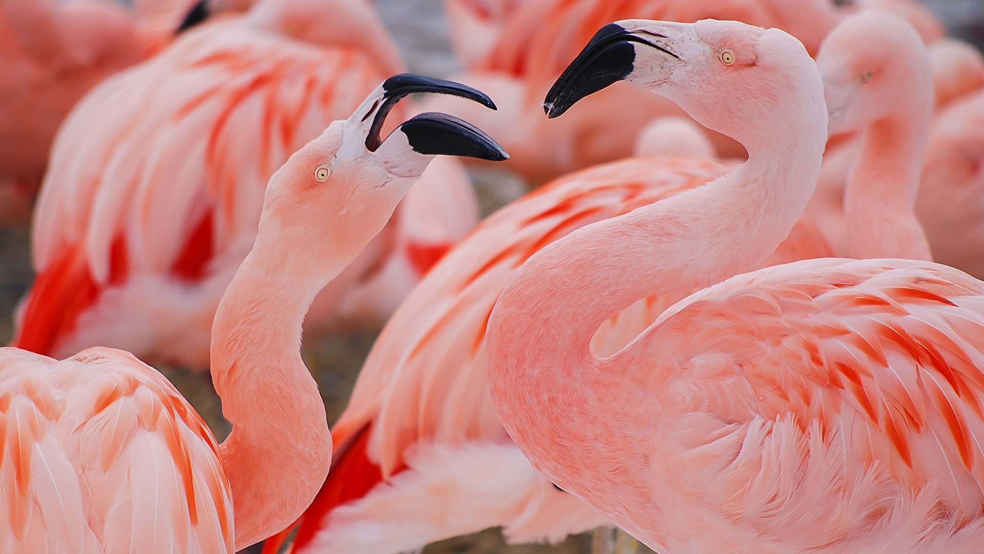 Pictures bird Flamingo Beak Pink color animal 1920x1080