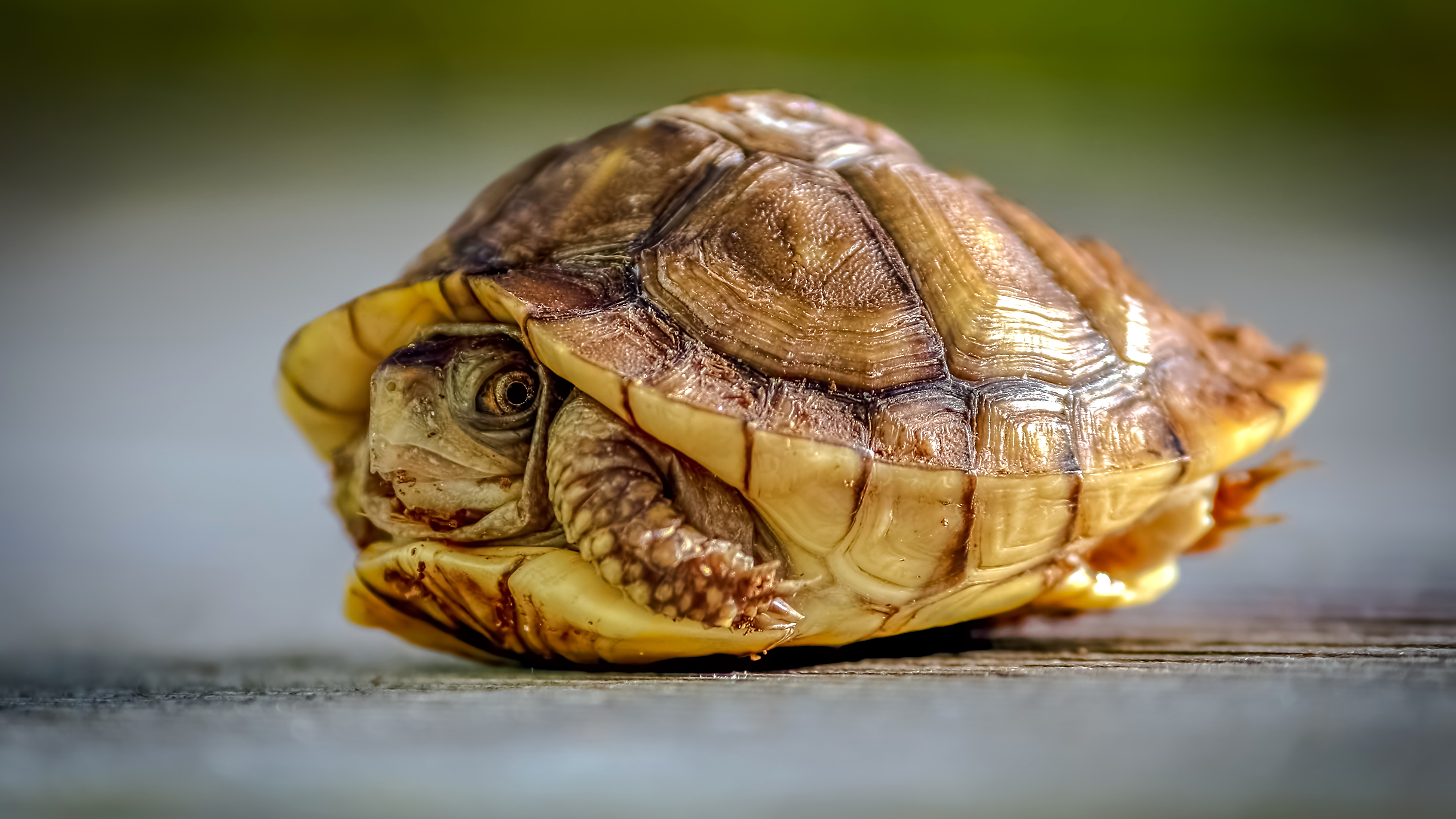 Picture Turtles animal Closeup 3840x2160