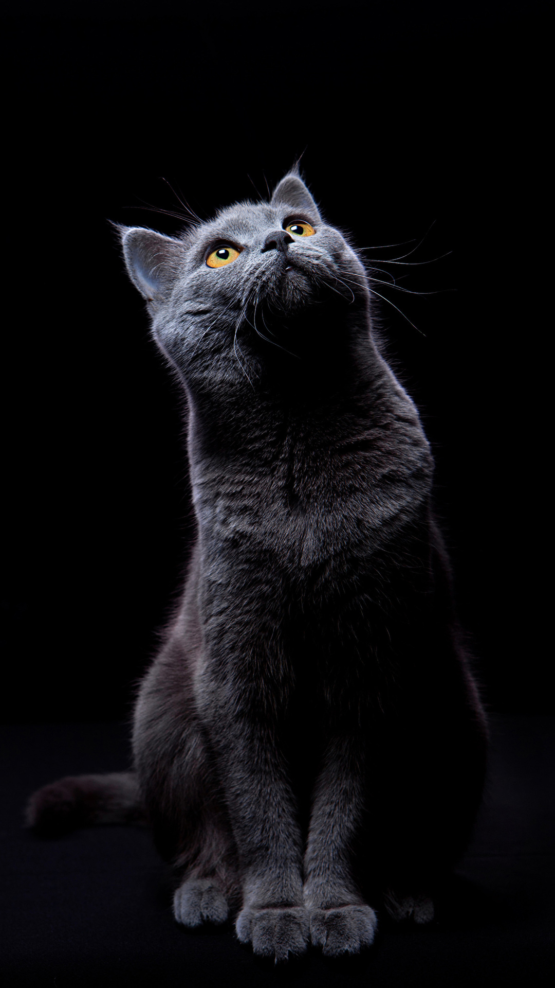 Fondos de Pantalla 1080x1920 Gato Fondo negro Contacto visual Animalia  descargar imagenes