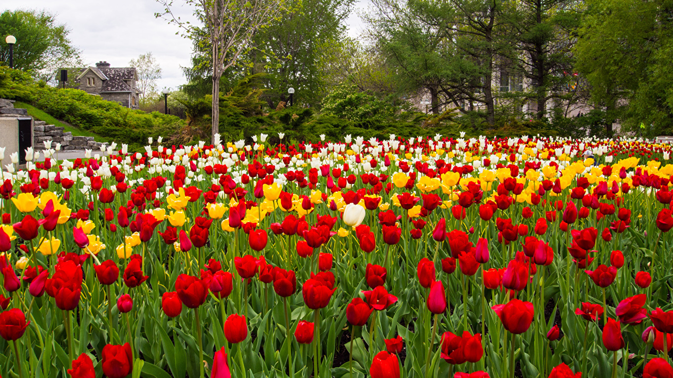 Picture Canada Majors Hill Park Ottawa tulip park Flowers 1366x768