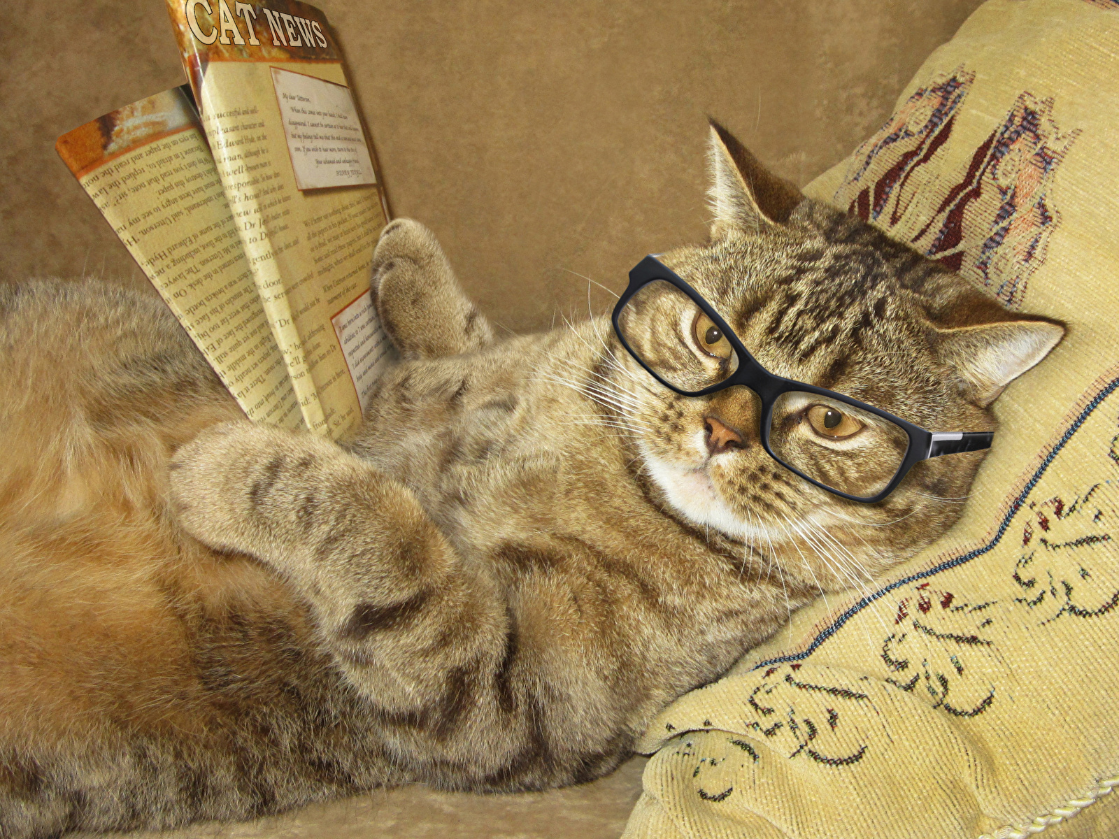 壁紙 1600x10 クリエイティブ 飼い猫 眼鏡 雑誌 肉球 凝視 おもしろい 動物 ダウンロード 写真