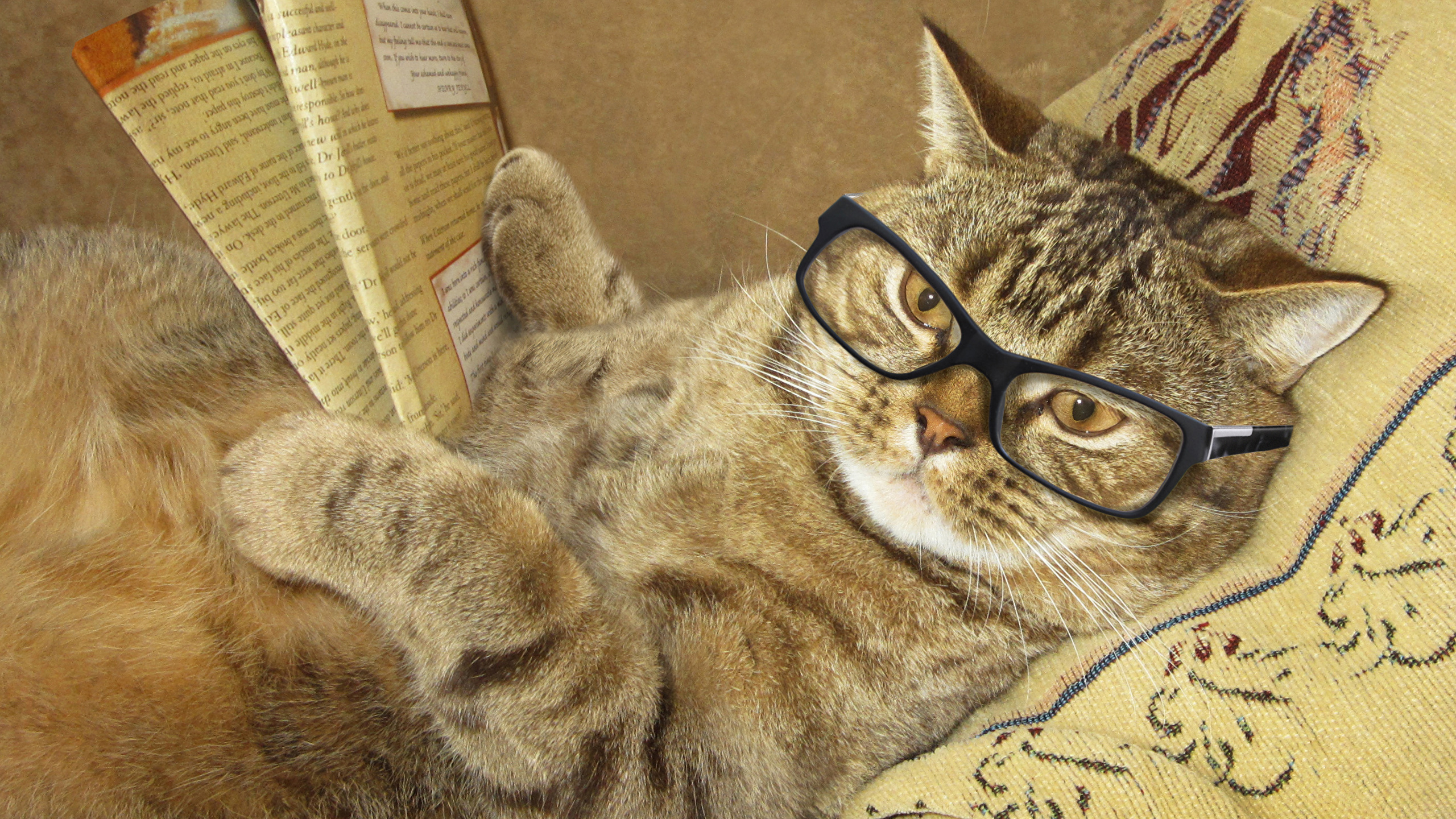 壁紙 2560x1440 クリエイティブ 飼い猫 眼鏡 雑誌 肉球 凝視