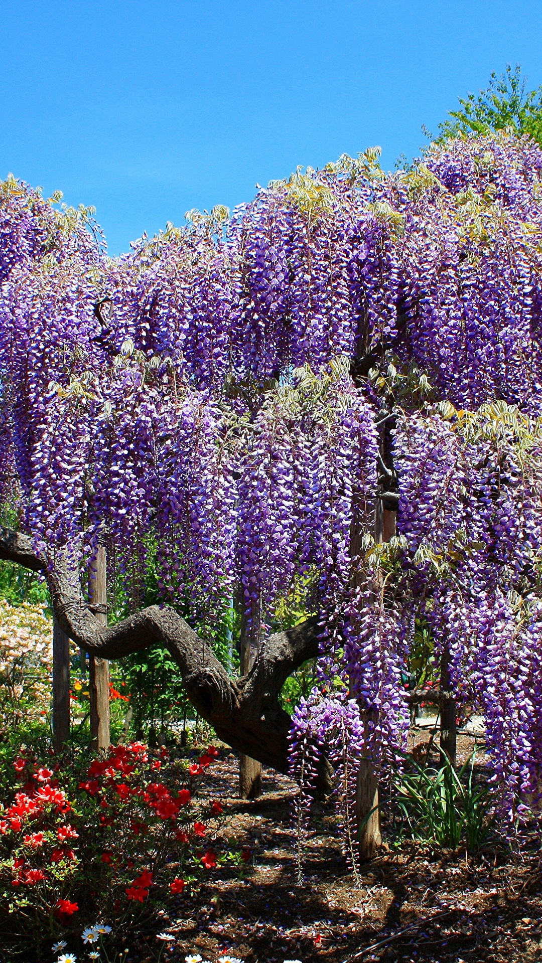 Fonds Decran 1080x1920 La Floraison Des Arbres Wisteria