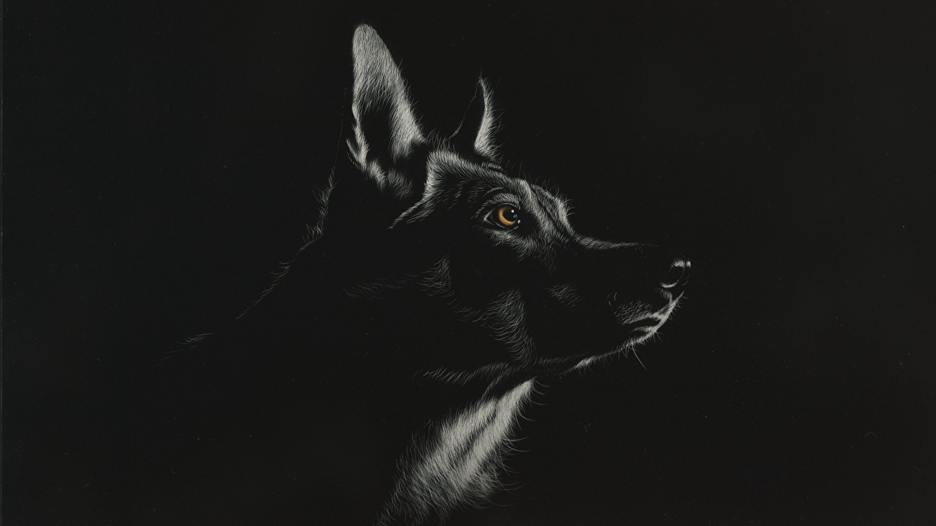 壁紙 1366x768 オオカミ 描かれた壁紙 頭 白黒 黒色背景 動物 ダウンロード 写真