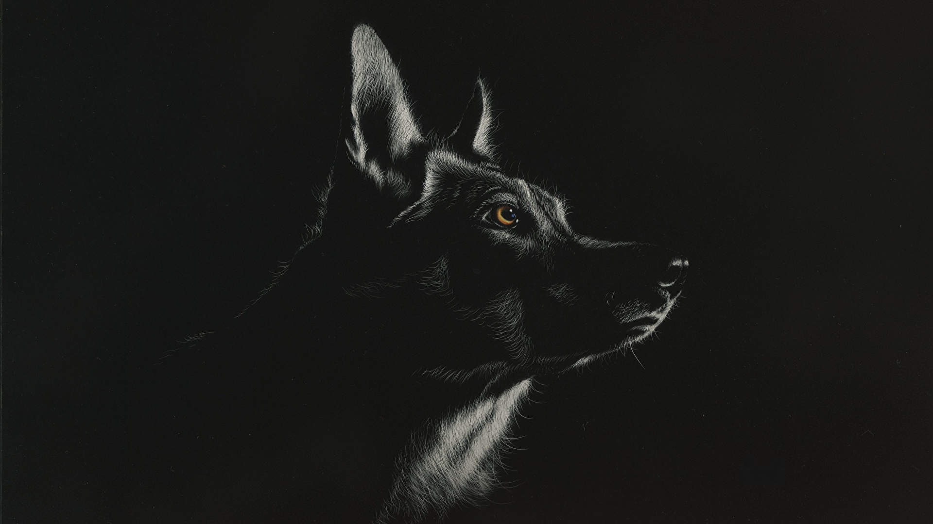 壁紙 19x1080 オオカミ 描かれた壁紙 頭 白黒 黒色背景 動物 ダウンロード 写真