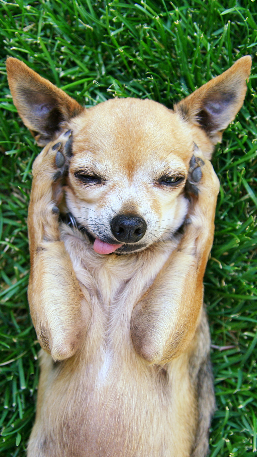 Смешные картинки с собаками с надписями и без (300 фото)