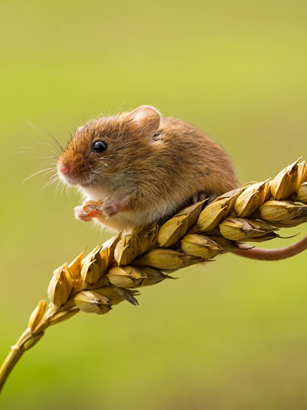 Image Mice harvest mouse spikes Closeup Animals 600x800