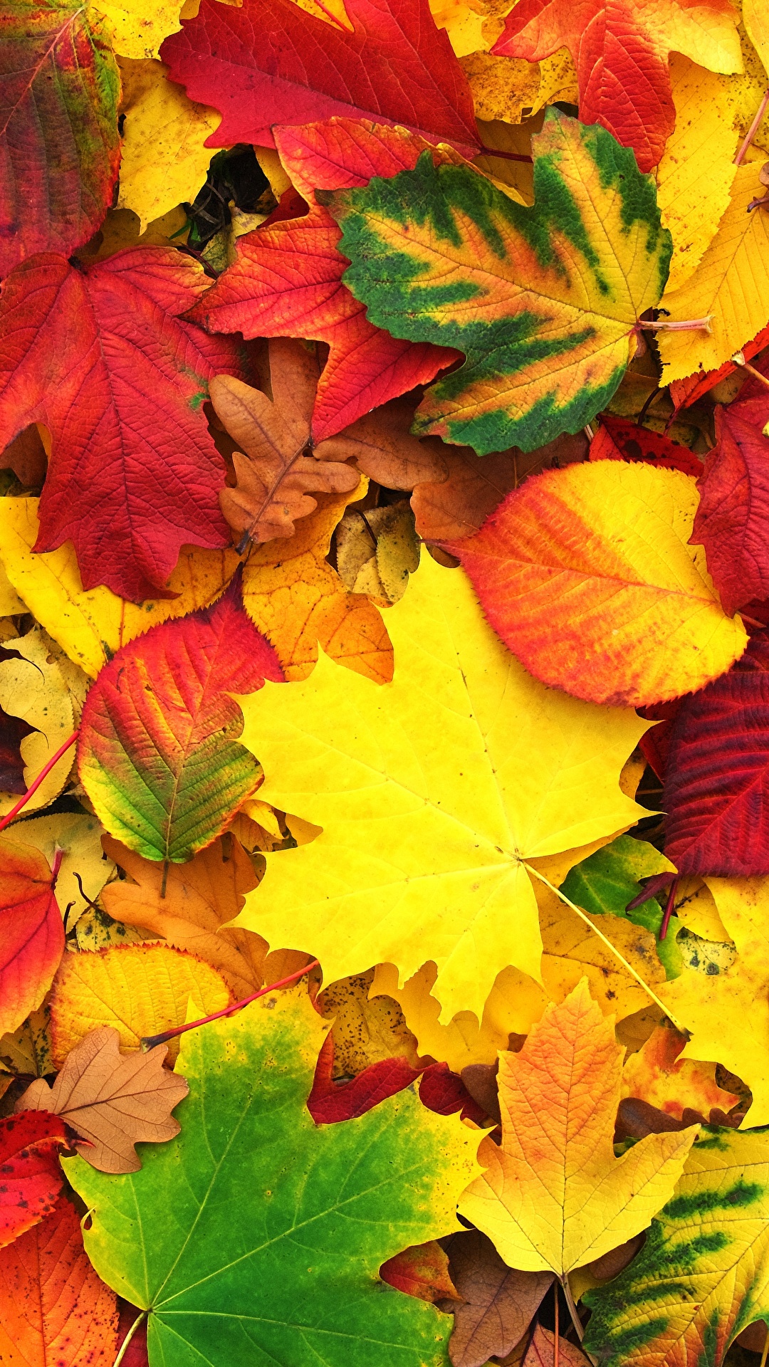 Photos Leaf Texture acer Autumn Nature 1080x1920