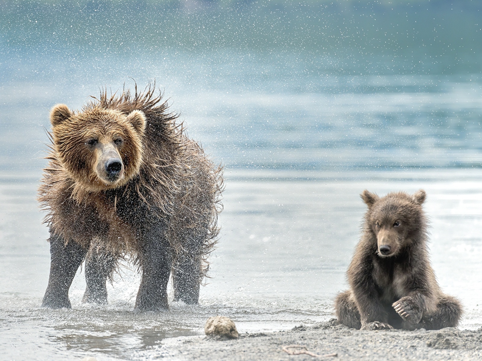 Images Brown Bears bear Cubs Two Water splash Wet Animals 1600x1200