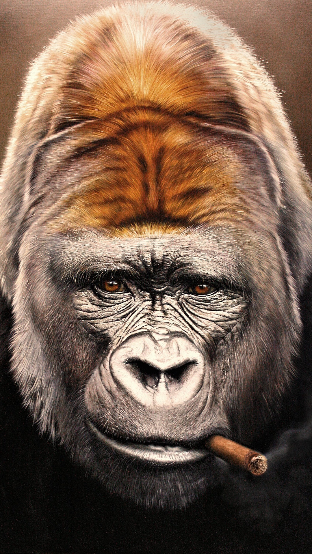 壁紙 1080x19 サル Gorilla 動物のスナウト 凝視 葉巻 顔 動物 ダウンロード 写真