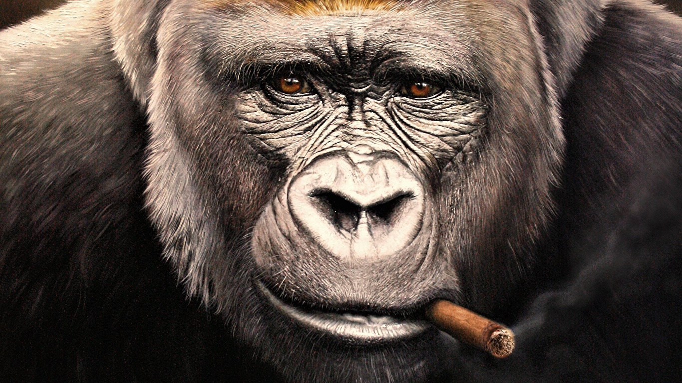 壁紙 1366x768 サル Gorilla 動物のスナウト 凝視 葉巻 顔 動物 ダウンロード 写真
