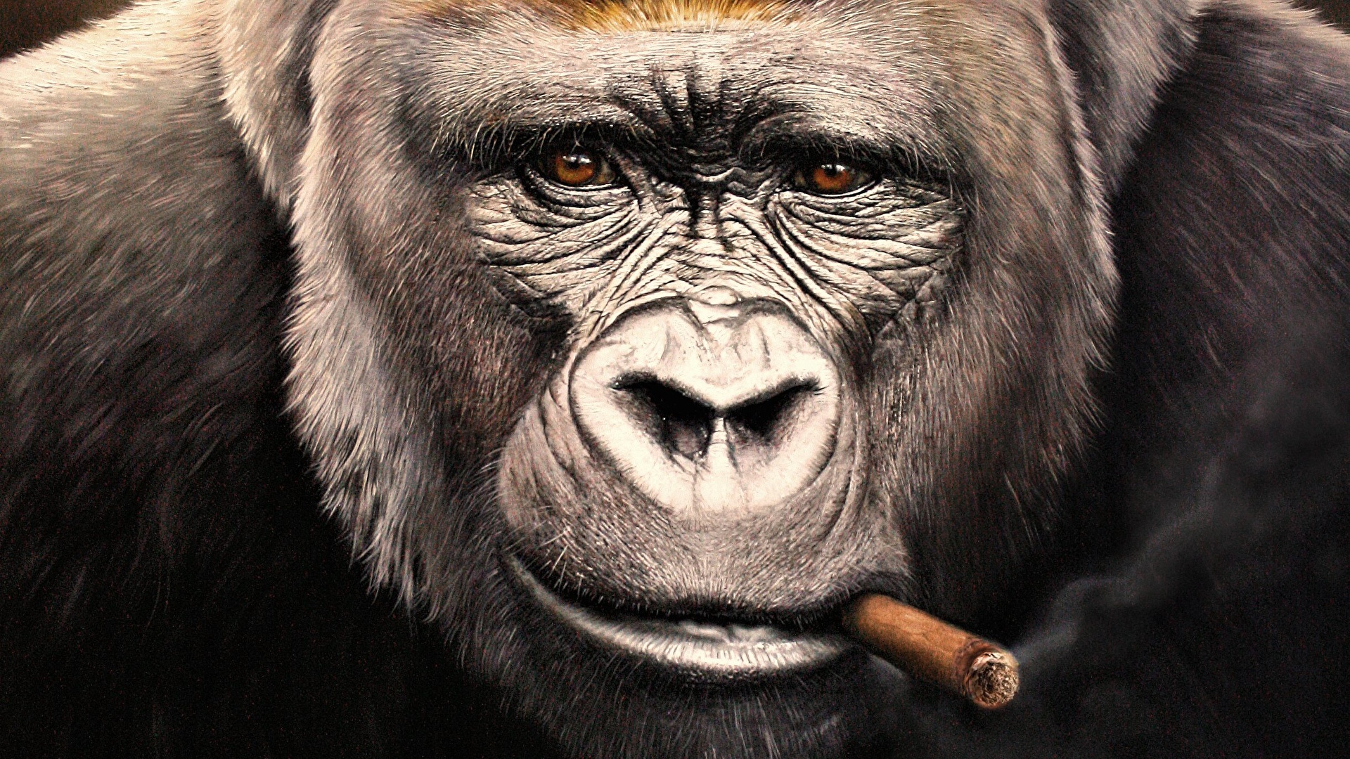 壁紙 19x1080 サル Gorilla 動物のスナウト 凝視 葉巻 顔 動物 ダウンロード 写真