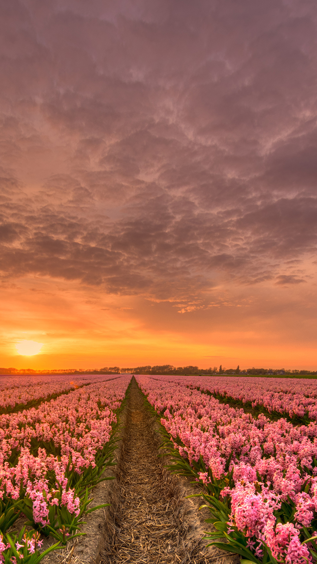 壁紙 1080x19 オランダ 朝焼けと日没 ヒヤシンス たくさん 空 畑 ハイダイナミックレンジ合成 ピンク 自然 花 ダウンロード 写真