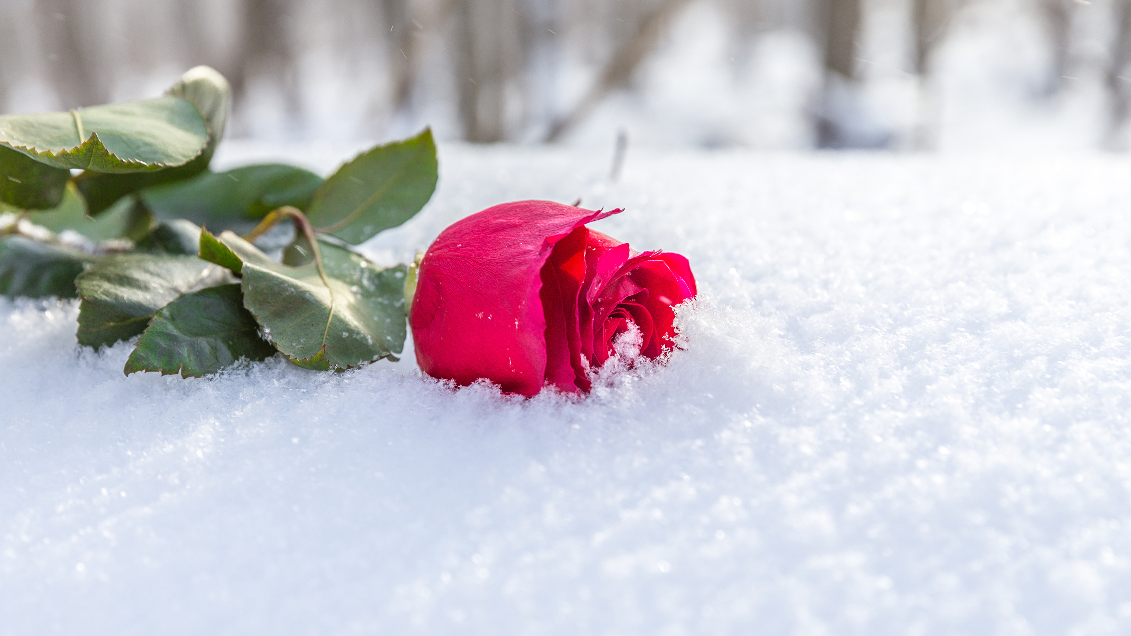 Winter Rose Flower