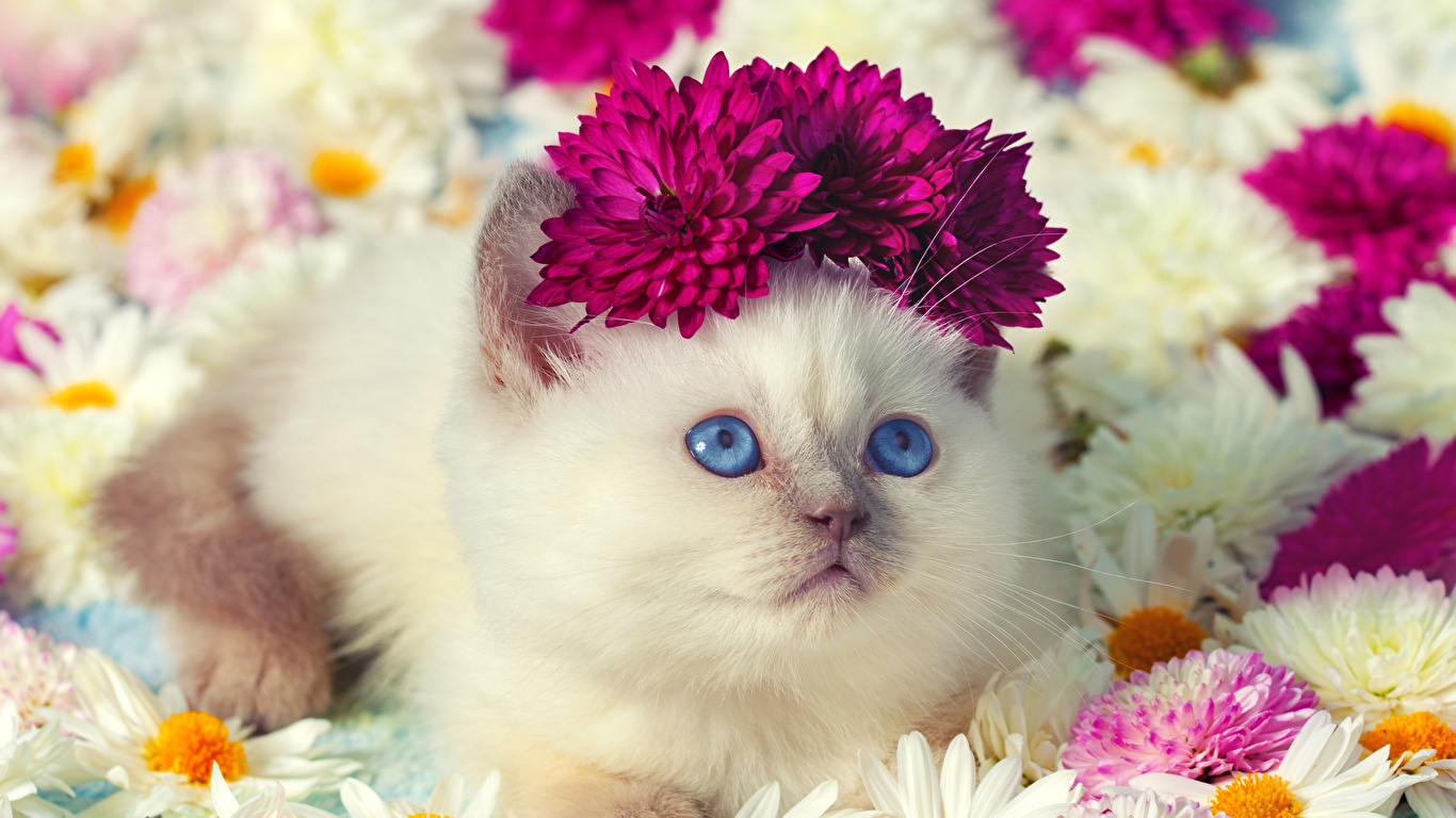 壁紙 1366x768 飼い猫 カモミール 菊 凝視 子猫 可愛い 動物 ダウンロード 写真