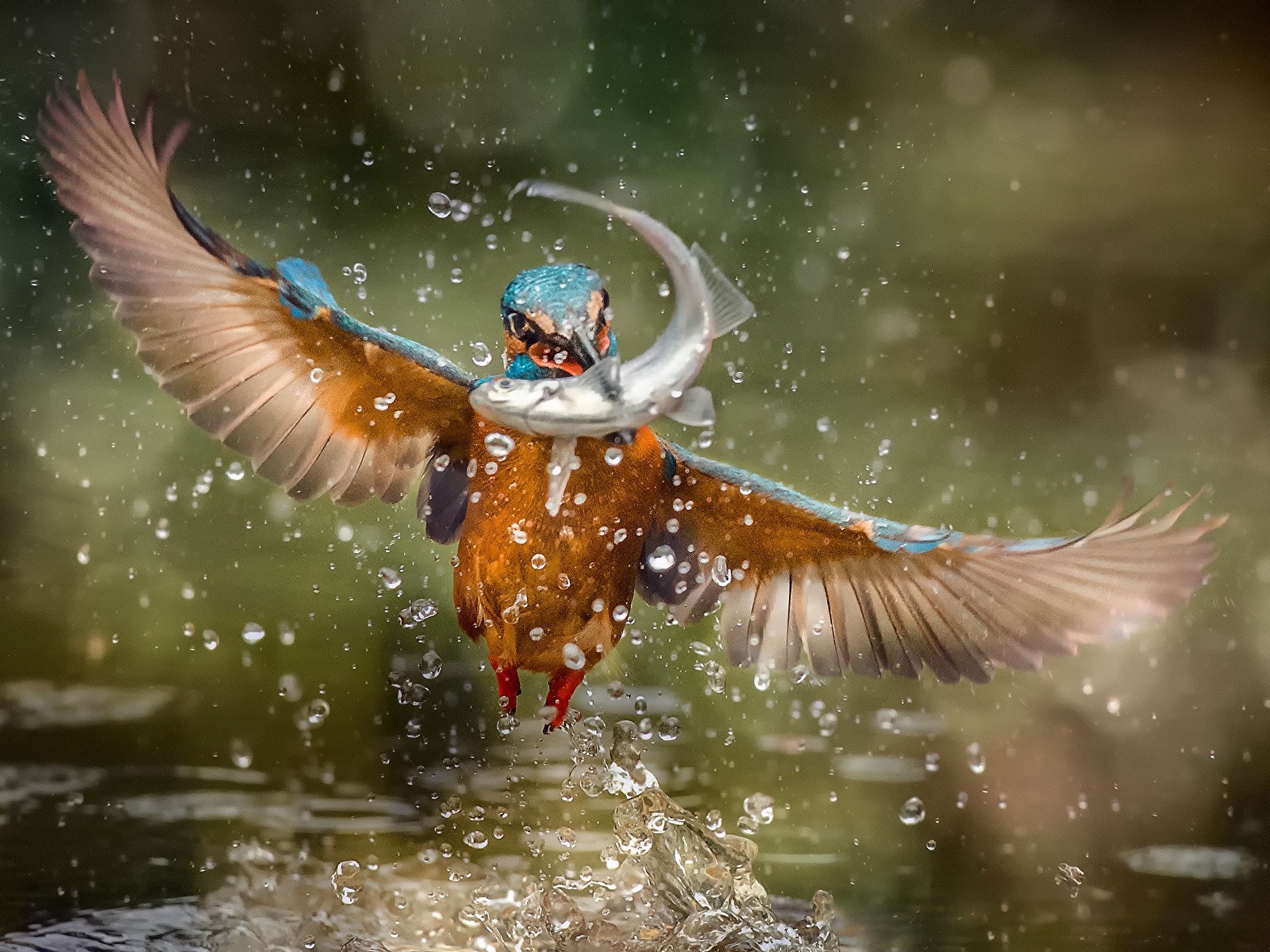 Bilder Eisvogel Vogel Fische Wasser Spritzt Flug Tiere 1600x10