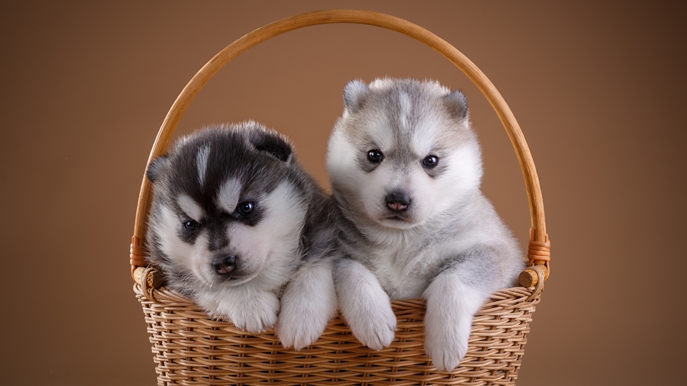壁紙 1366x768 子犬 2 二つ 籠 可愛い シベリアン ハスキー 動物 ダウンロード 写真
