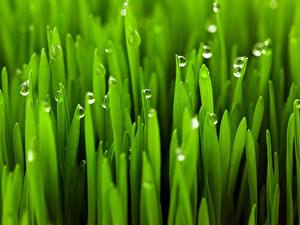 Images Closeup Macro photography Grass Drops Nature