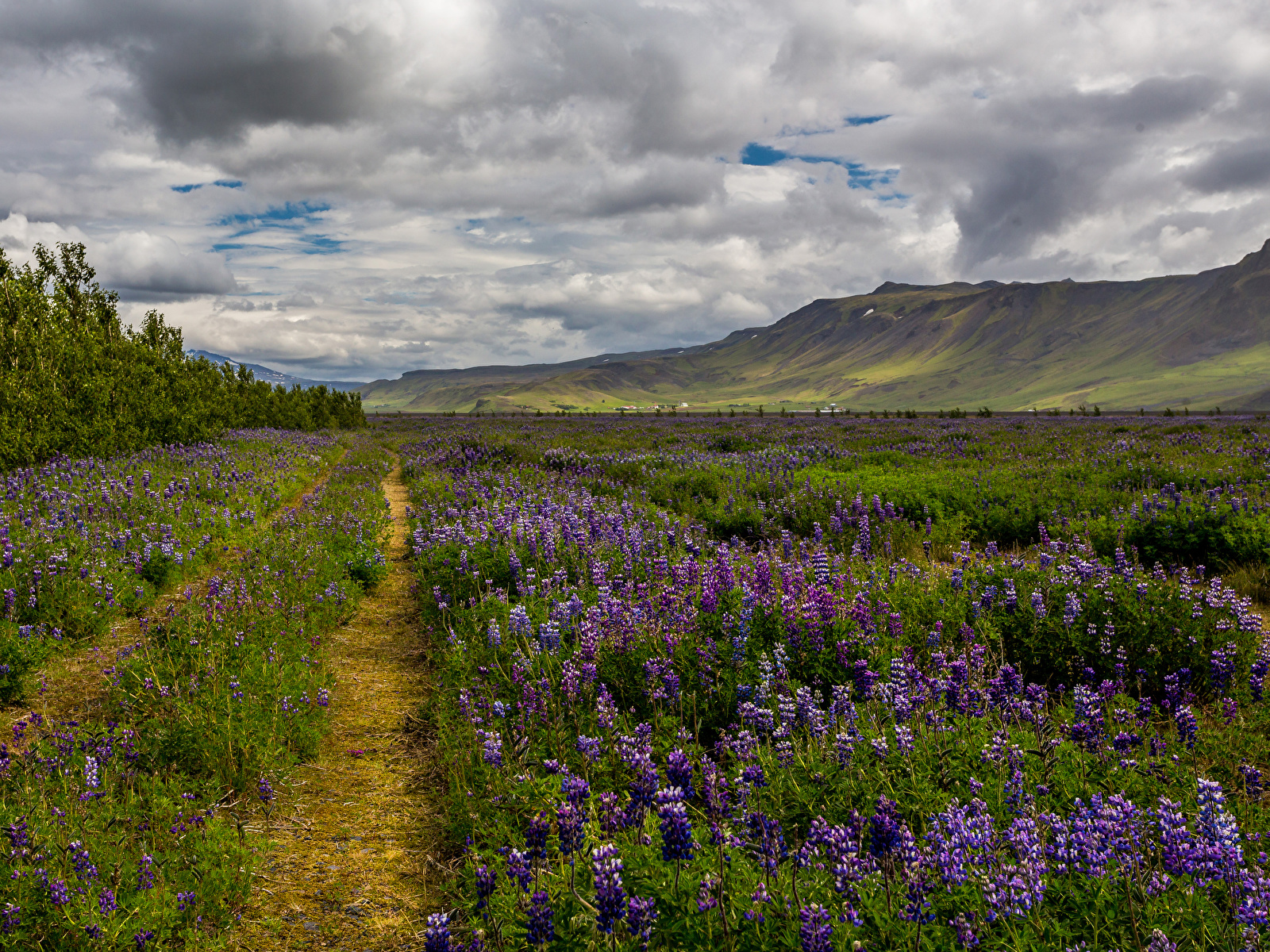 Fondos De Pantalla 1600x1200 Islandia Fotografía De Paisaje Campos Lupinus Colina Cerro Nube 2430