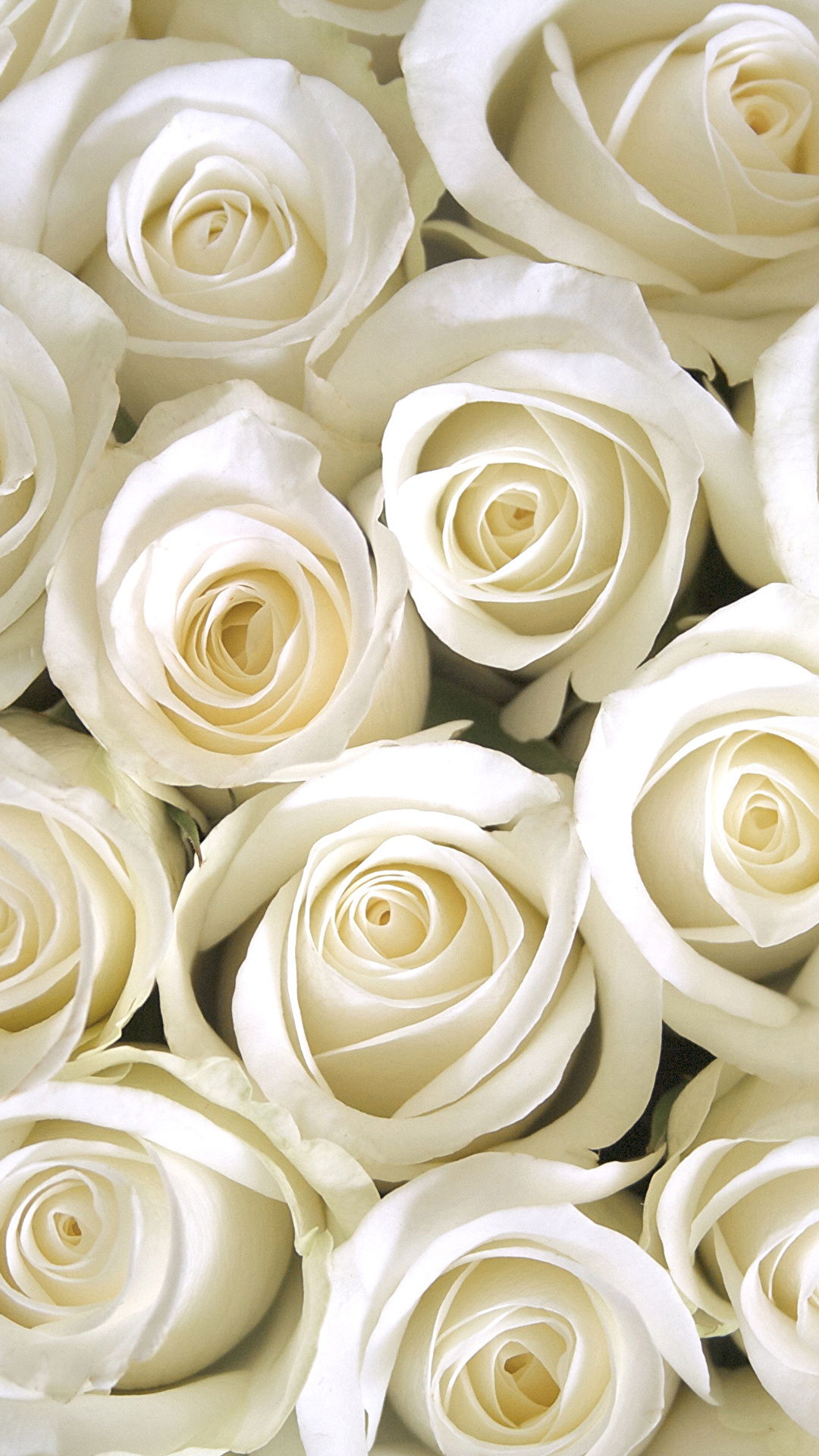 Weiße rosen hintergrundbilder
