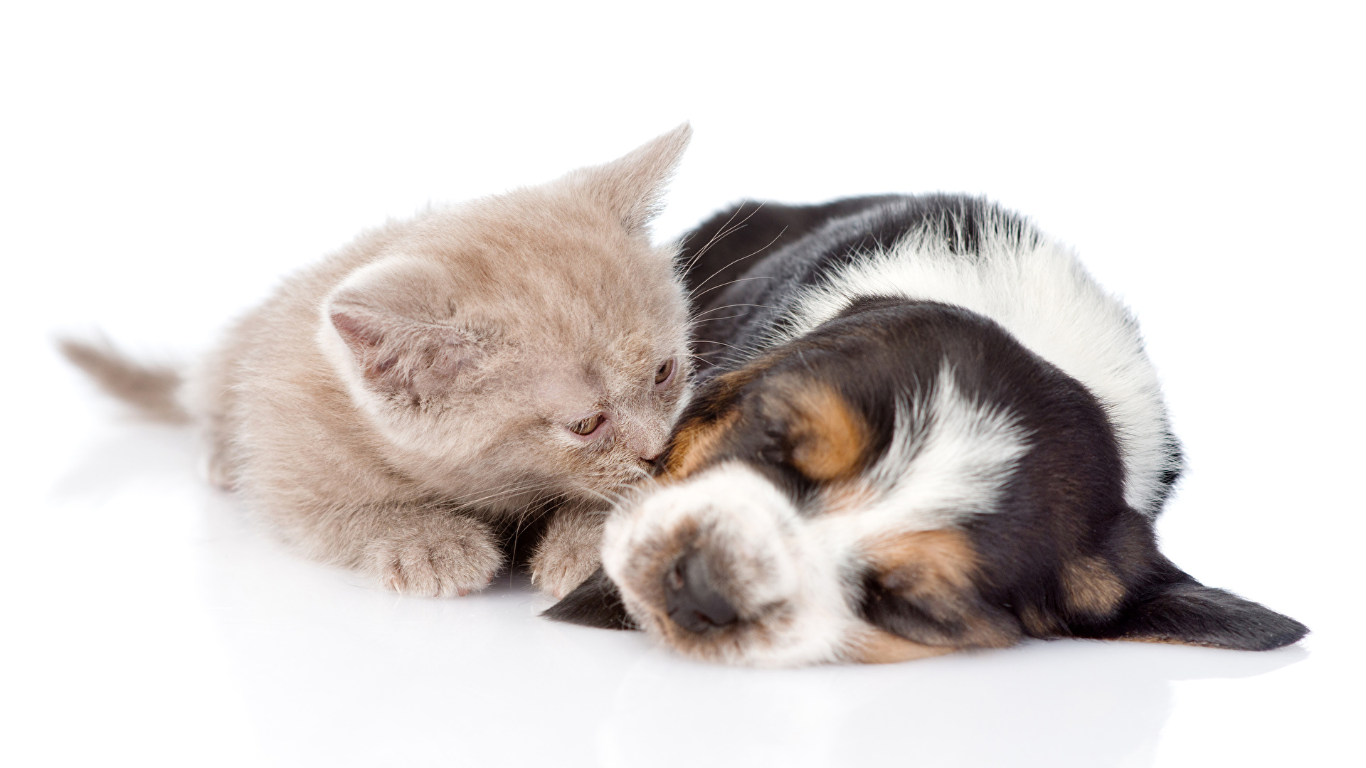 Papel de Parede Cachorros e Gatos Branco e Preto-1070