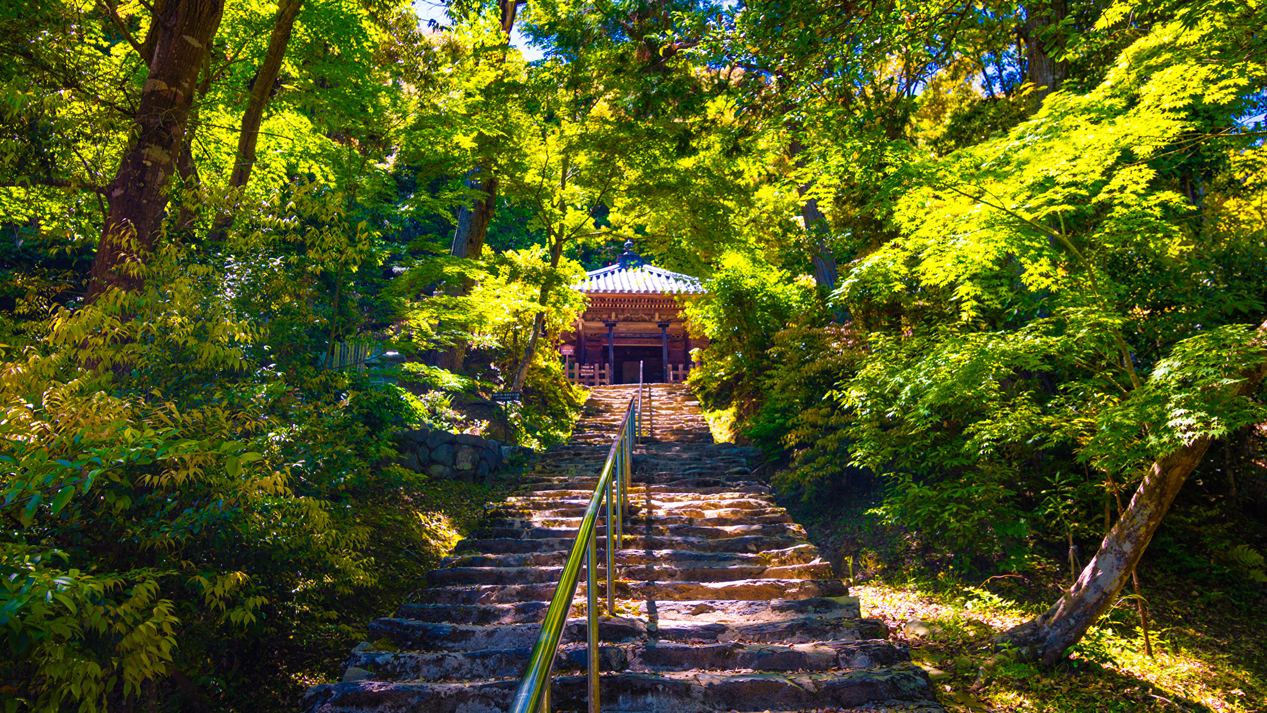 壁紙 2560x1440 京都市 日本 公园 Sagano 楼梯 灌木 树 大自然 下载 照片