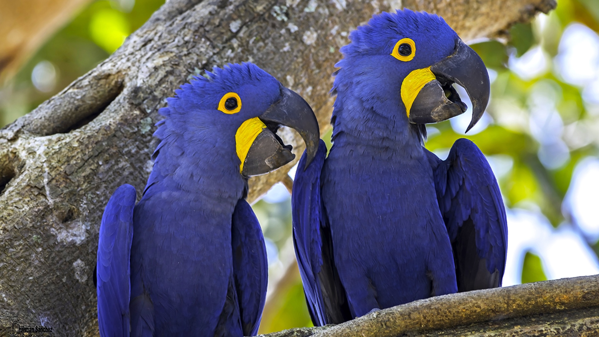 壁紙 19x1080 鸟 鸚鵡 Hyacinth Macaw 蓝色 2 兩 動物 下载 照片