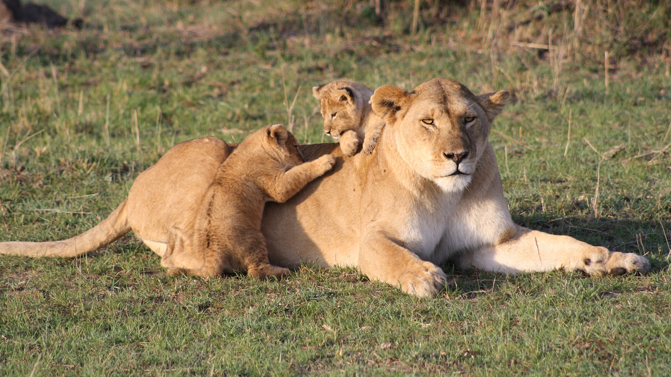 壁紙 2560x1440 ライオン 若い動物 Kenya 草 横になる 三 3 肉球 動物 ダウンロード 写真