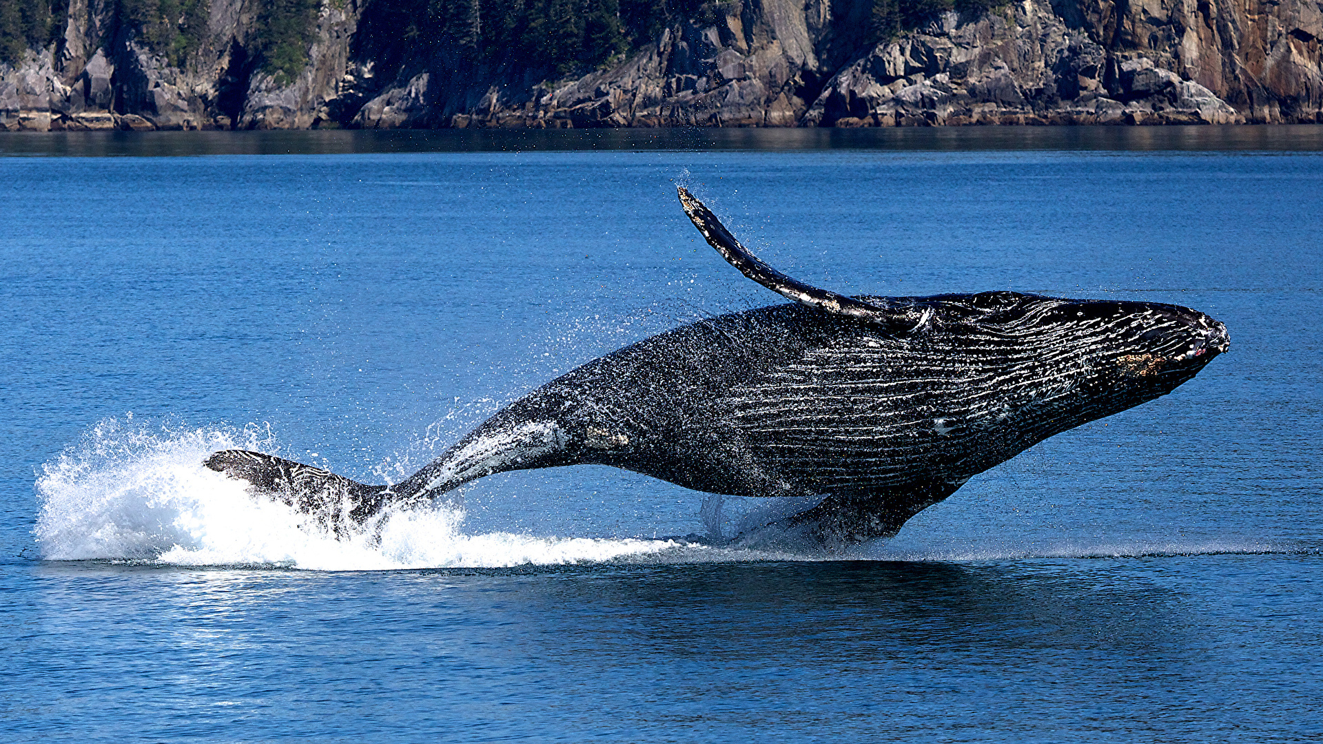 壁紙 19x1080 クジラ アメリカ合衆国 アラスカ州 公園 Humpback Whale Kenai Fjords National Park 岩 水飛沫 飛び 動物 ダウンロード 写真