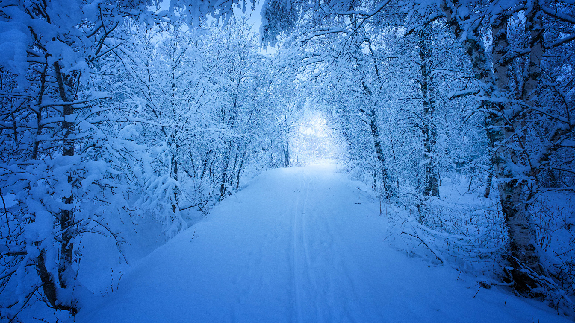 壁紙、1920x1080、季節、冬、森林、道、雪、木、自然、ダウンロード、写真