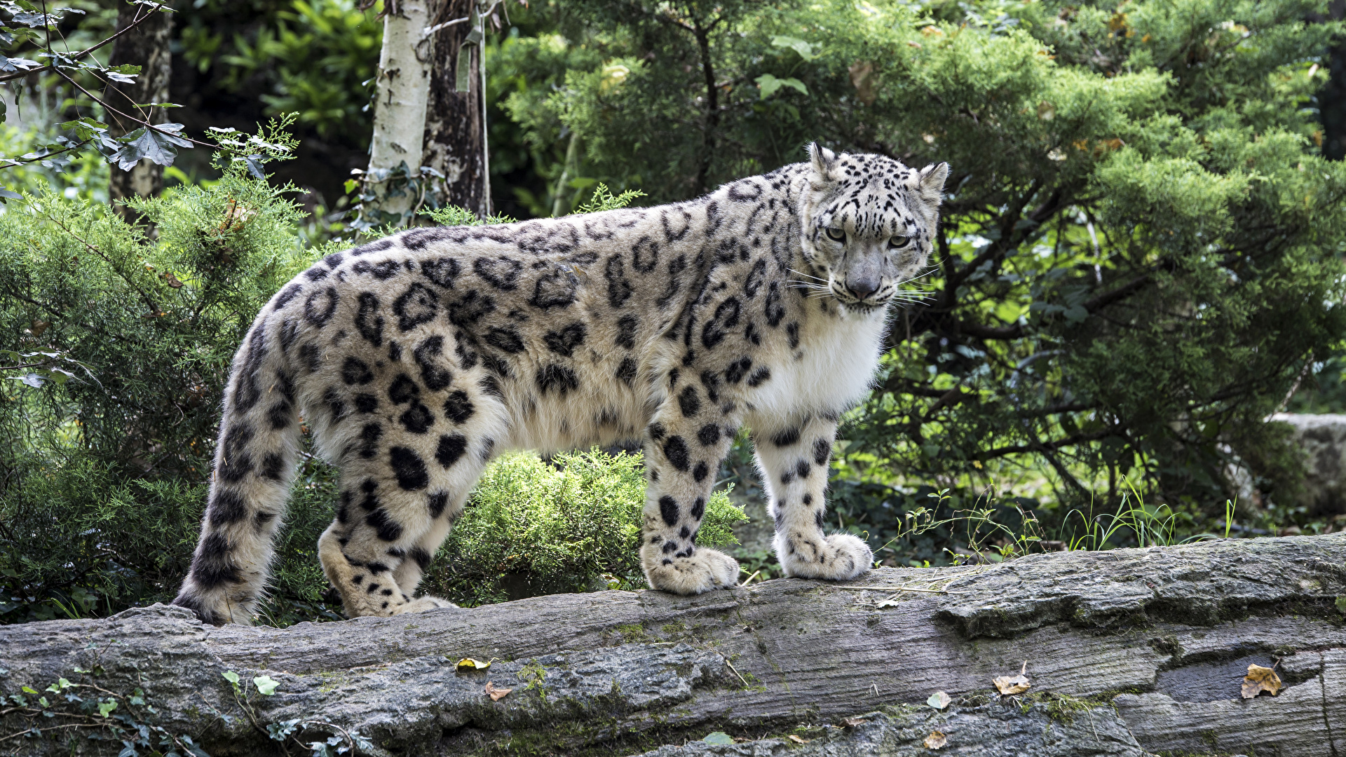 Photo Big cats Snow leopards Trunk tree animal 1920x1080