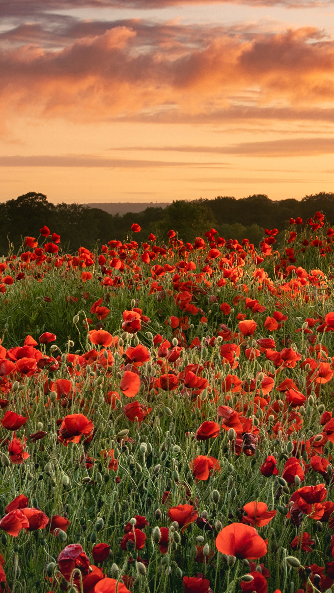 Desktop Hintergrundbilder Natur Mohn Felder Blumen 1080x19