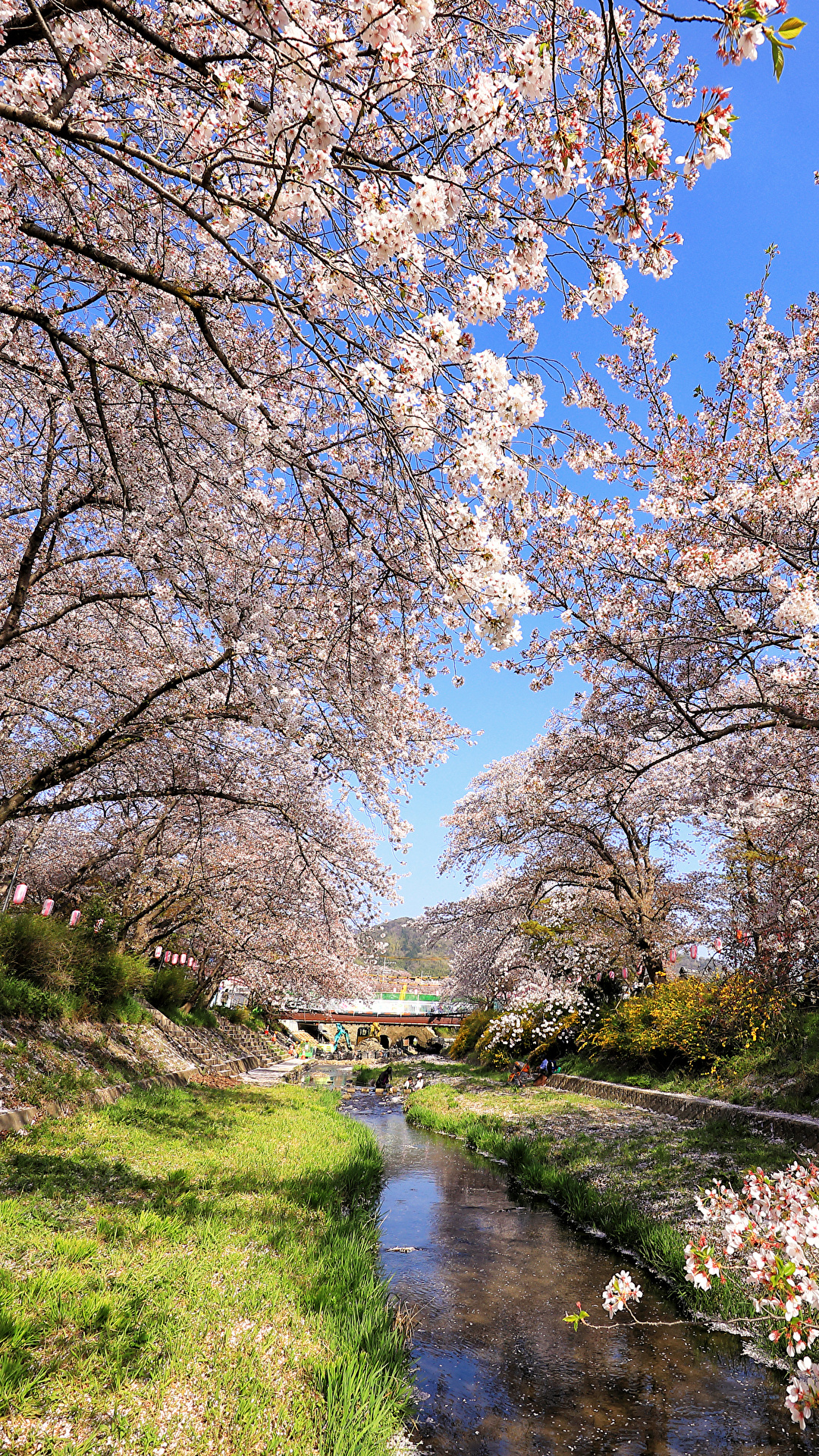Foto Prafektur Tokio Japan Natur Fruhling Park Bluhende 1080x19