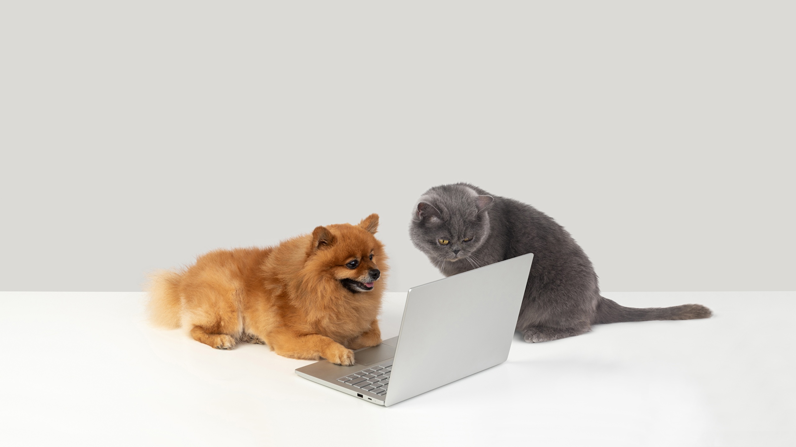 Image Laptops cat dog animal 2560x1440