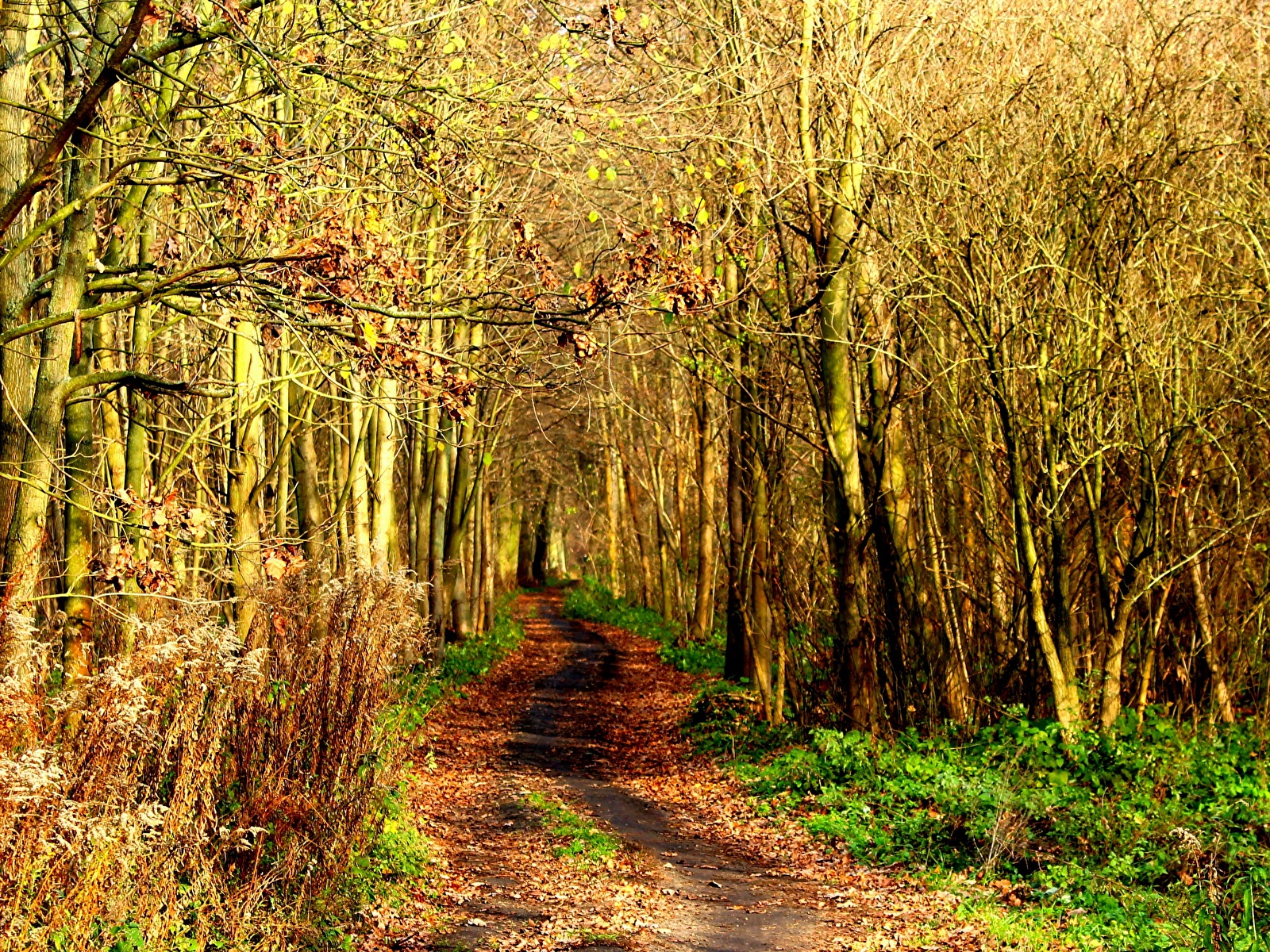 Picture Autumn Nature Roads Forests 1600x1200