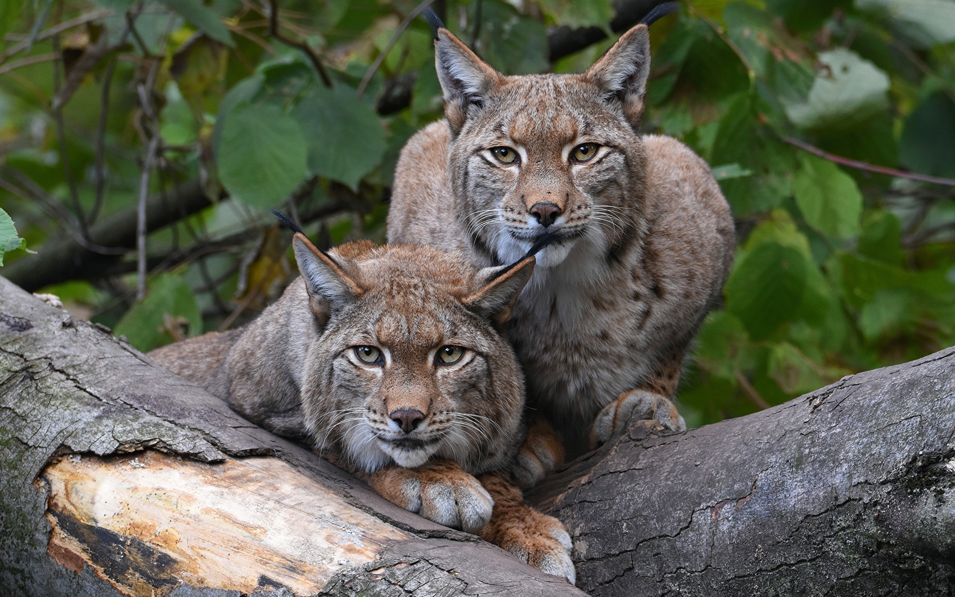 Pictures Lynx Two Wood log Glance Animals 1920x1200