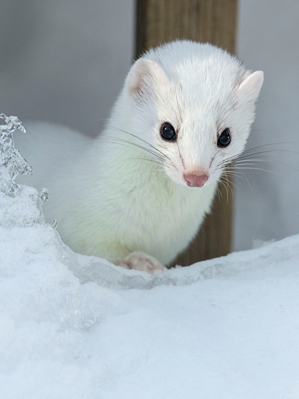 Фотография Хорьки белая снега животное 600x800