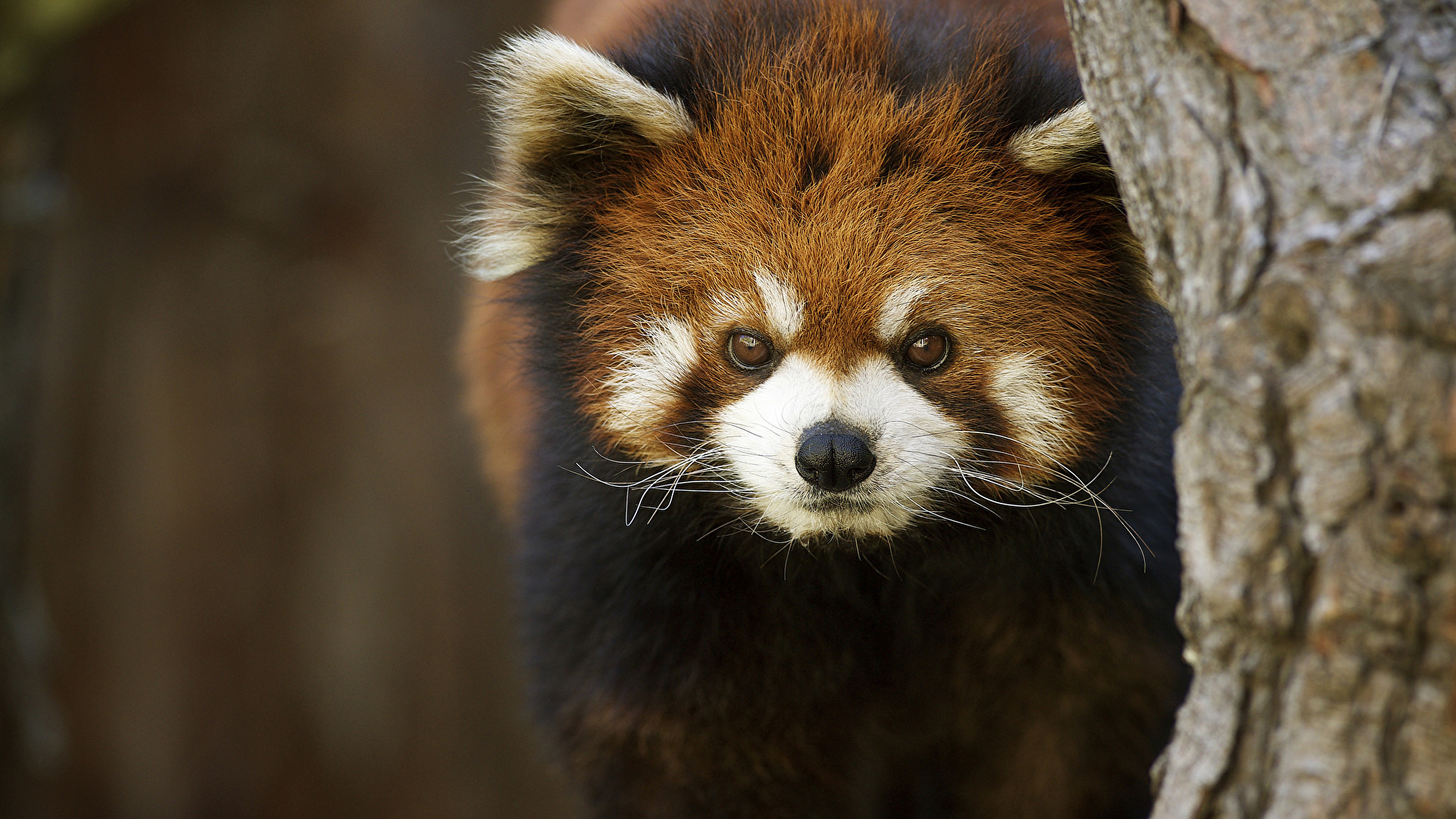 壁紙 19x1080 レッサーパンダ 凝視 動物 ダウンロード 写真