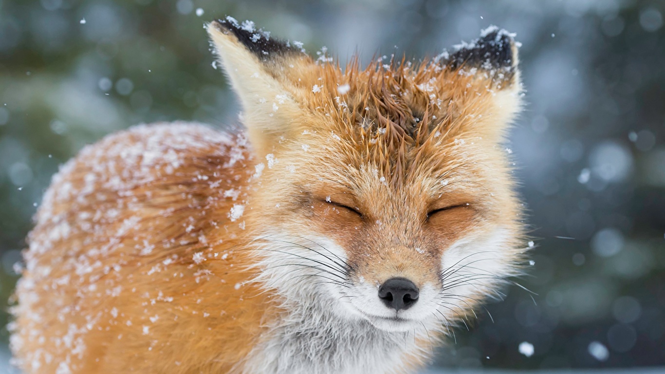 壁紙 1366x768 キツネ クローズアップ 美しい 雪 可愛い 動物 ダウンロード 写真