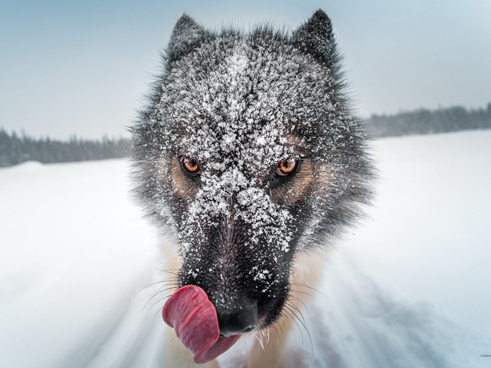 Foto hund Greenland dog Zunge Schnee Schnauze Tiere 1600x1200