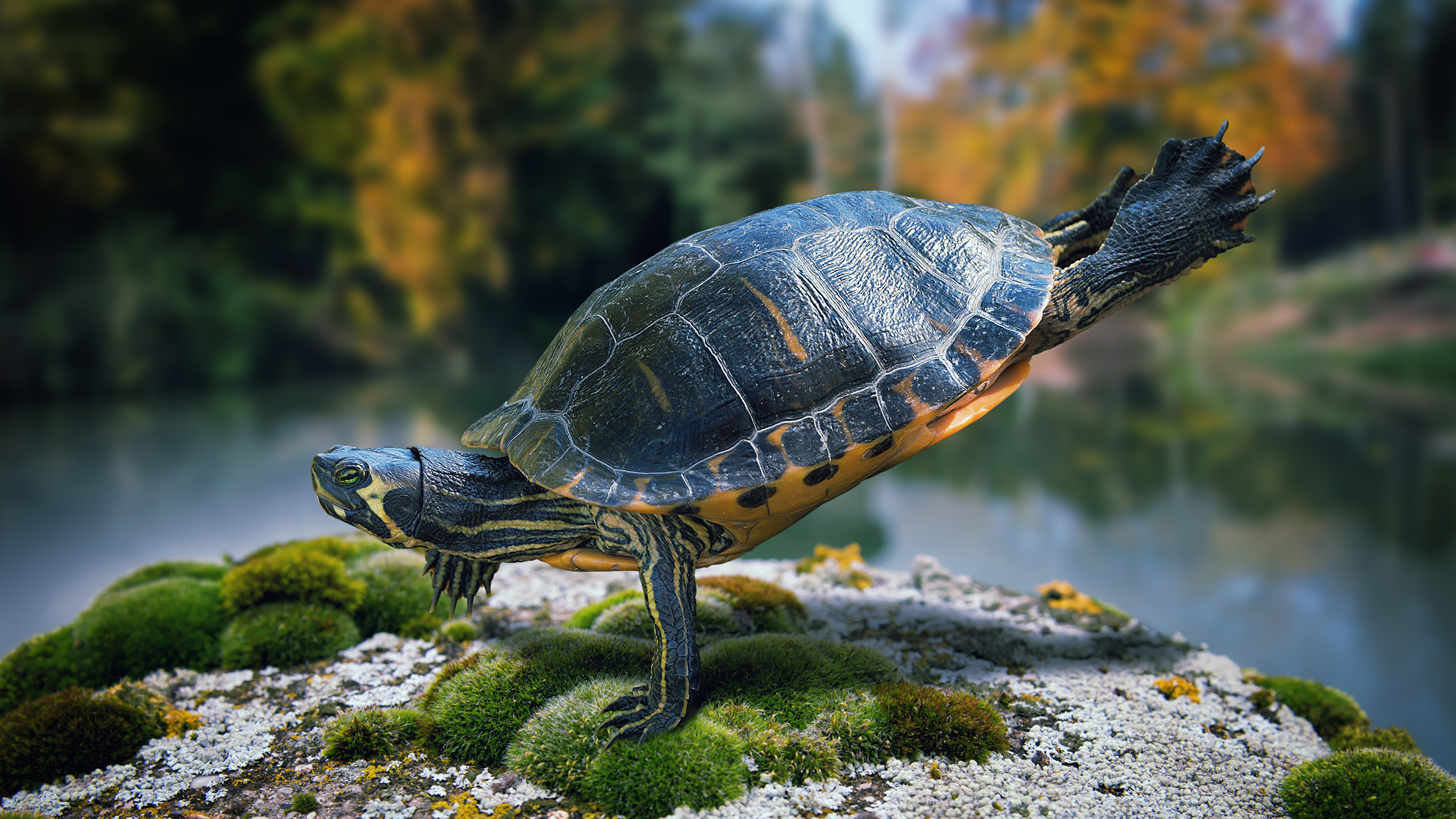 Turtle x. Каспийская красноухая черепаха. Красноухая Речная черепаха. Красноухая Болотная черепаха. Американские Пресноводные черепахи.