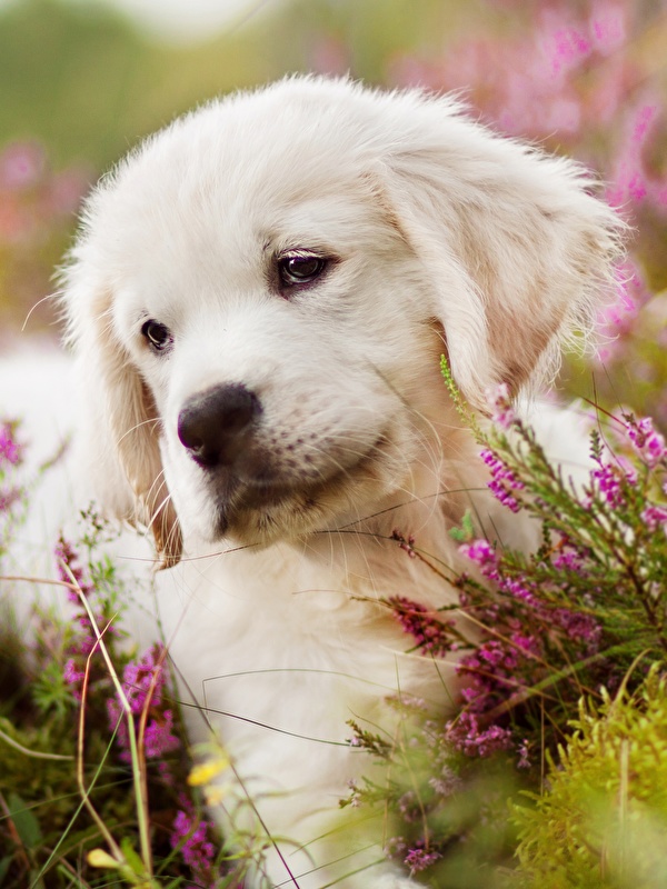 Photo Puppy Golden Retriever Dog Grass Animals 600x800