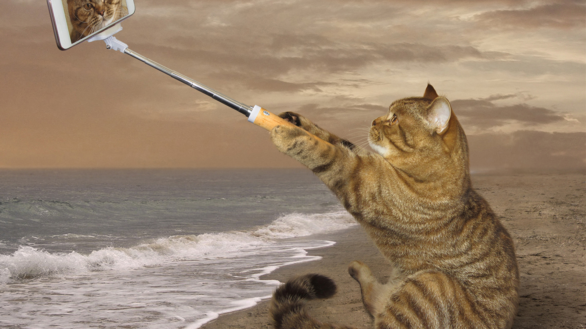 壁紙 1920x1080 クリエイティブ 飼い猫 海岸 おもしろい スマートフォン 座っ 自分撮り 動物 ダウンロード 写真
