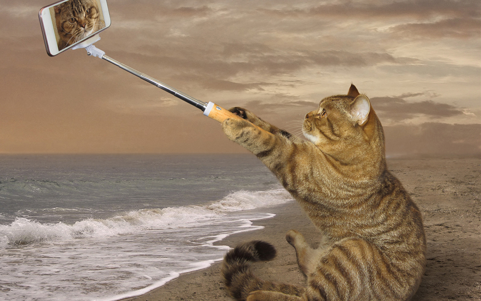 壁紙 19x10 クリエイティブ 飼い猫 海岸 おもしろい スマートフォン 座っ 自分撮り 動物 ダウンロード 写真