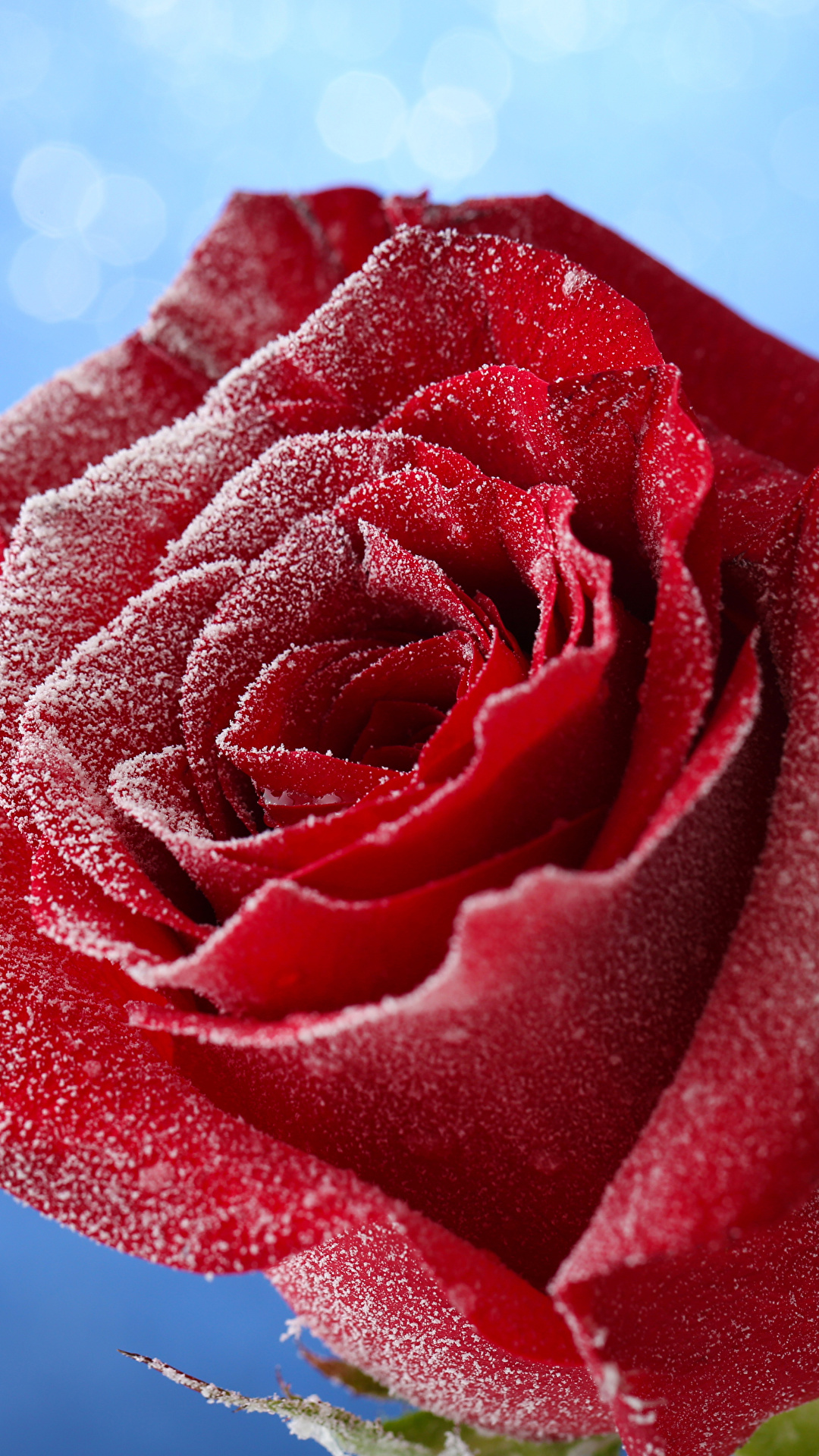 Красная роза на снегу открытки картинки гиф смайлики скачать. Розы. Анимации природа, животные