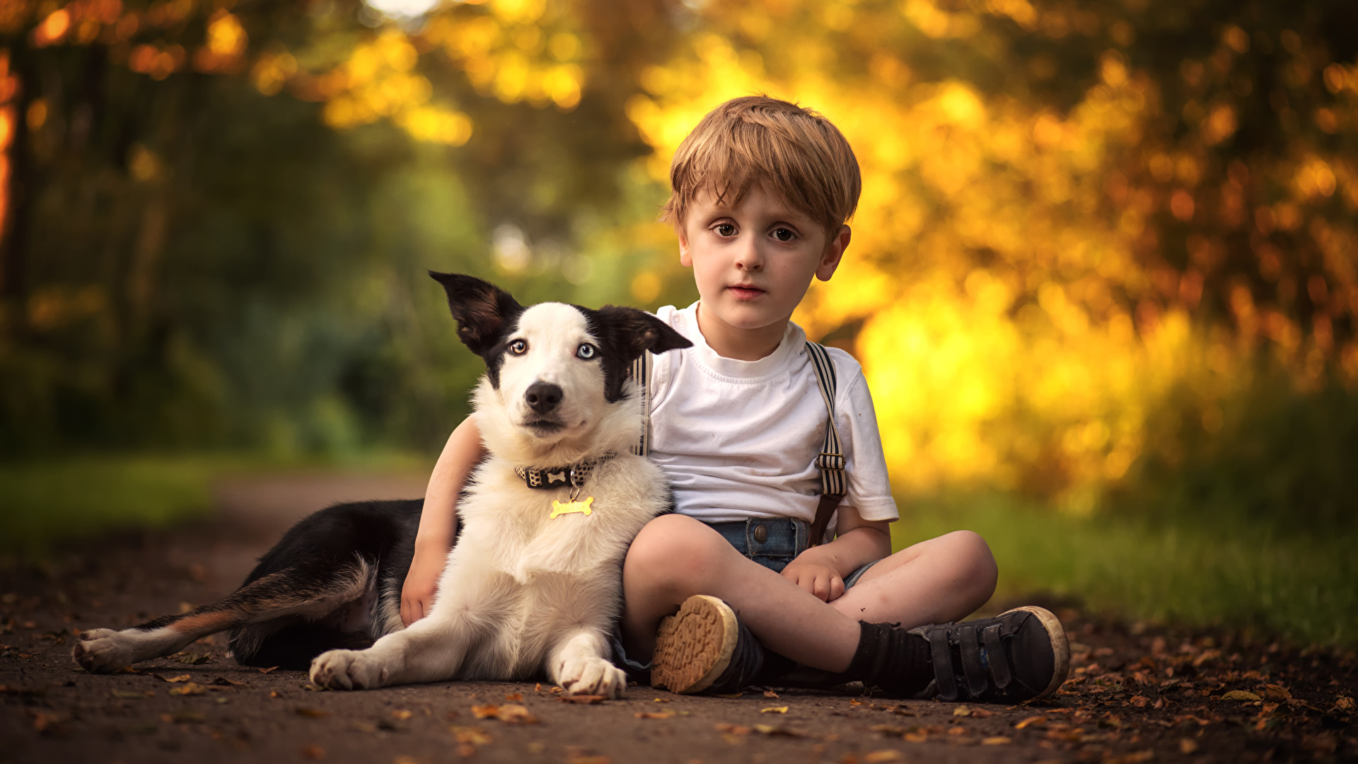 Border collie 2024 and children